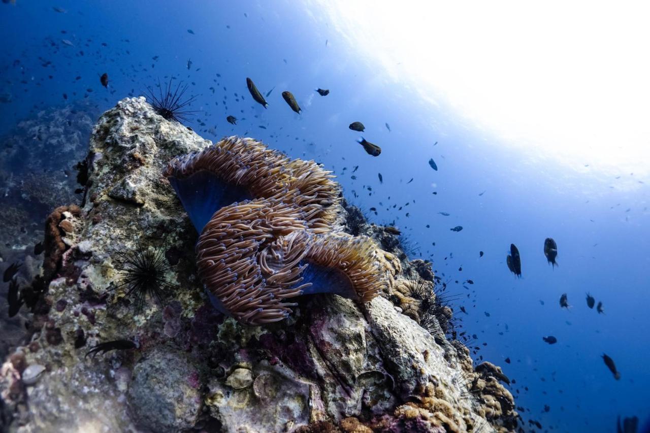 Hydronauts Diving Resort - Tau-sziget Kültér fotó